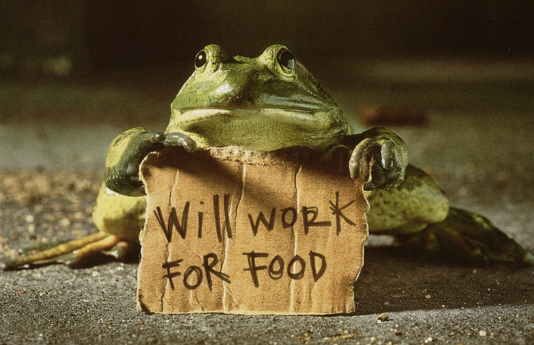frog with poster "will work for food" internship